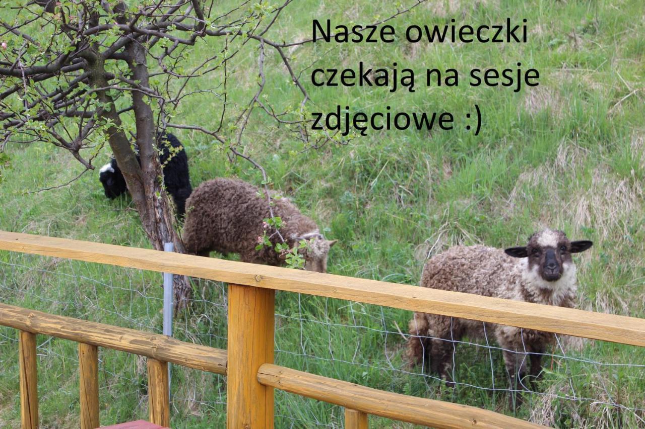 Willa Pod Zielonym Wierchem Zakopane Buitenkant foto